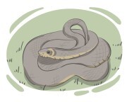 grass snake