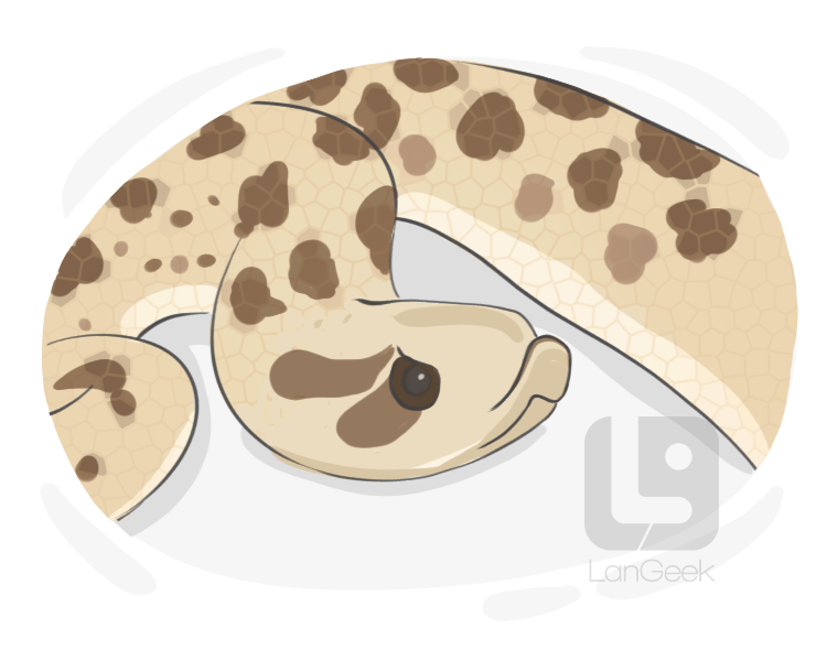 hognose snake definition and meaning