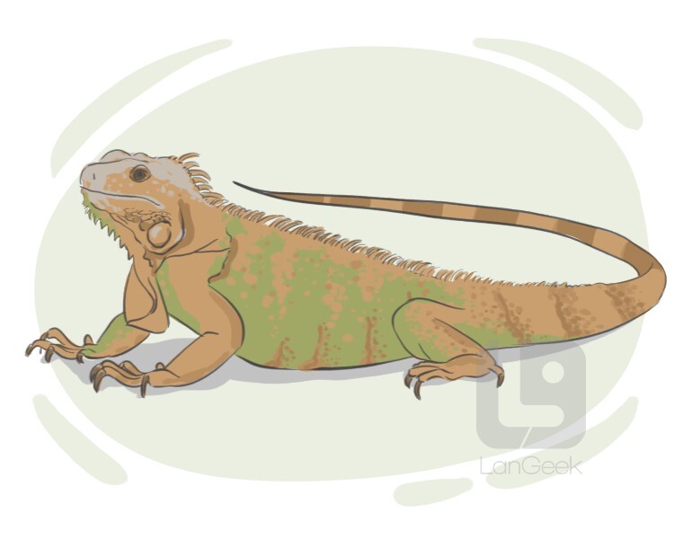 iguana iguana definition and meaning