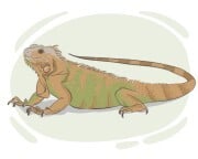 iguana