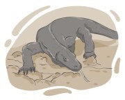 Komodo dragon
