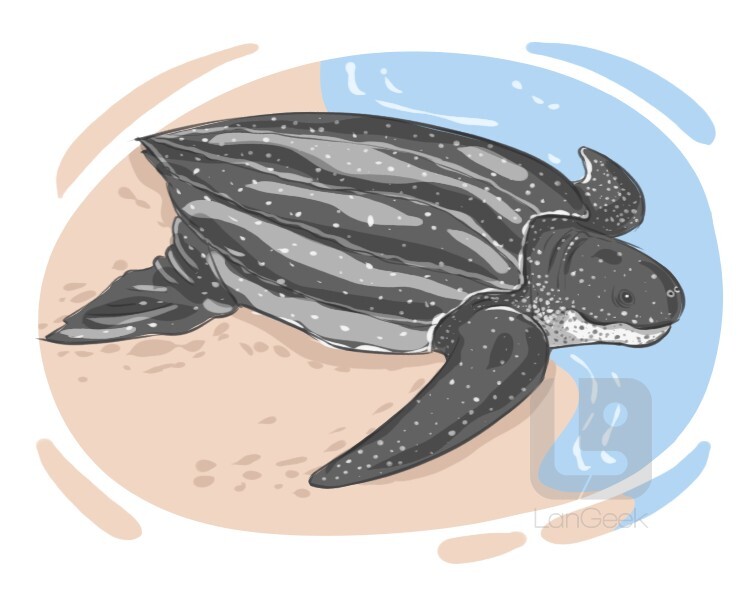 Definition & Meaning of "Leatherback turtle" LanGeek