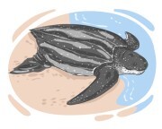 leatherback