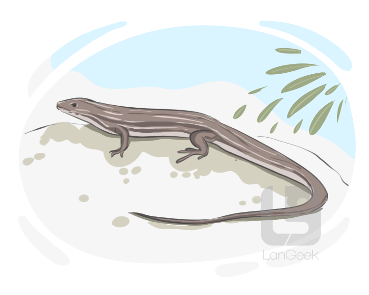 skink definition and meaning