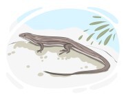 skink