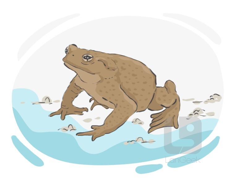 toad frog definition and meaning