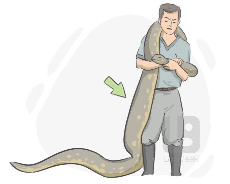 anaconda definition and meaning
