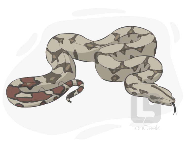 boa constrictor definition and meaning