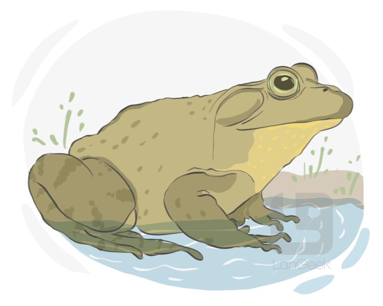 Definition & Meaning of "Bullfrog" LanGeek