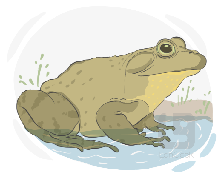bullfrog definition and meaning