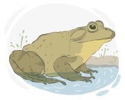 bullfrog