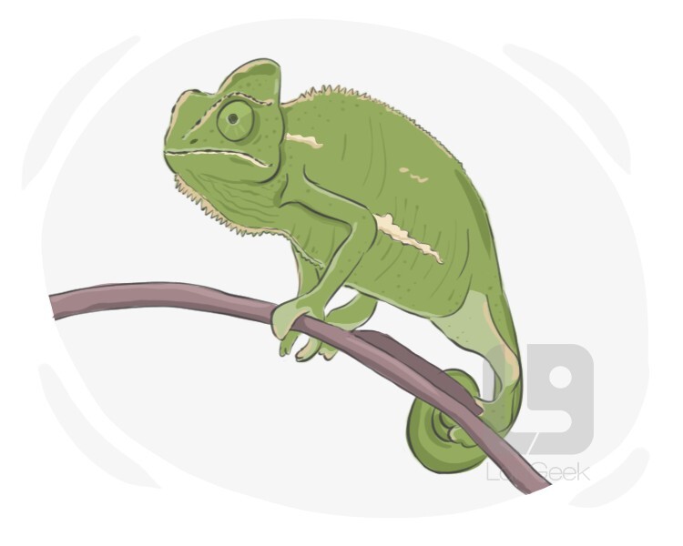 Meaning Of Chameleon