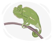 chameleon