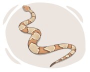 copperhead