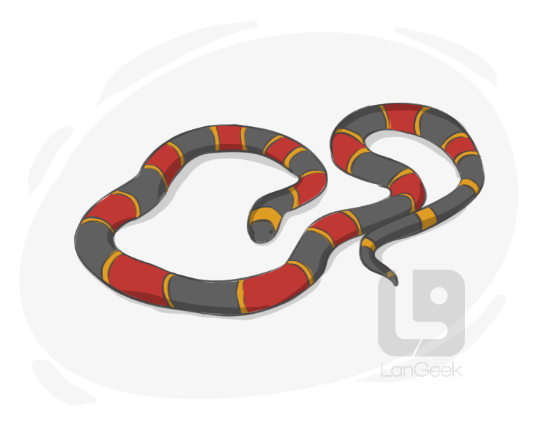 coral snake definition and meaning