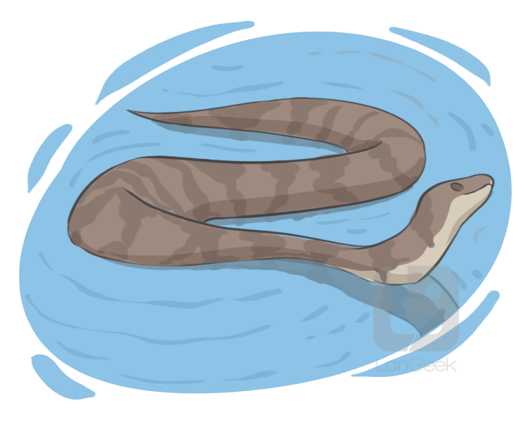 water moccasin definition and meaning