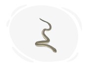 garter snake