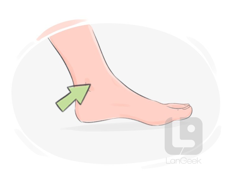 ankle joint definition and meaning