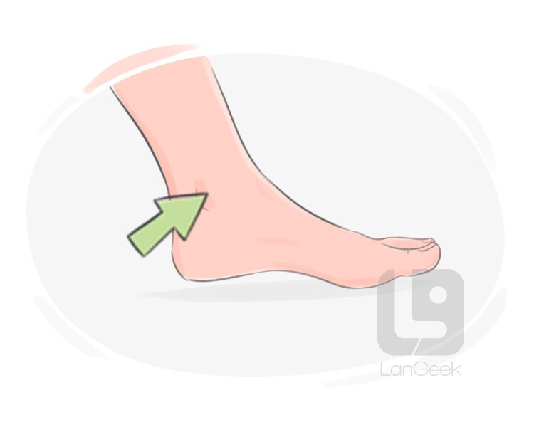 Definition Meaning Of Ankle Joint LanGeek