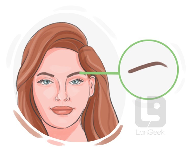 Definition & Meaning of "Eyebrow" LanGeek