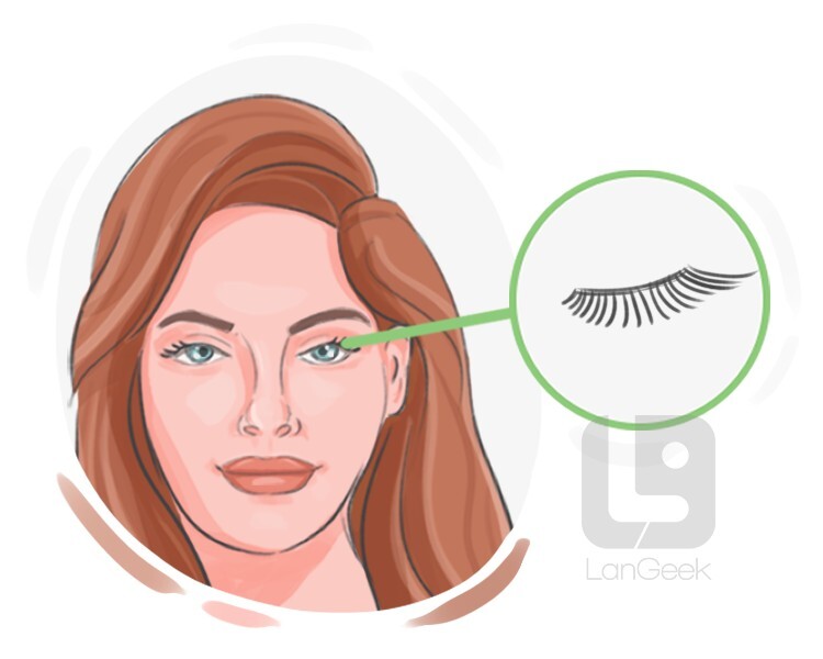 lash definition and meaning