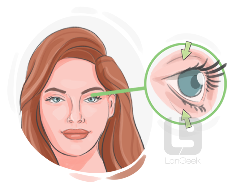 eyelid definition and meaning
