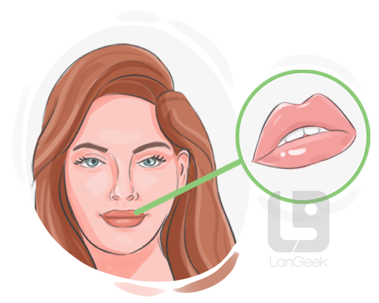 lip definition and meaning