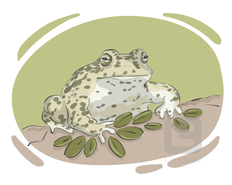 natterjack definition and meaning