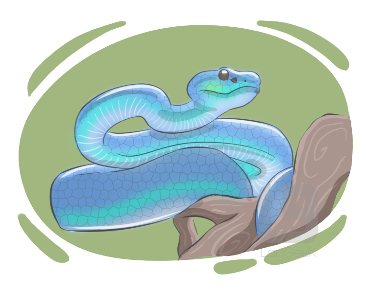 pit viper definition and meaning