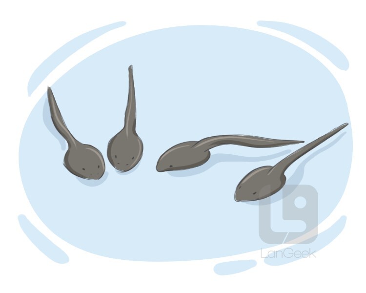 Definition & Meaning of "Tadpole" LanGeek