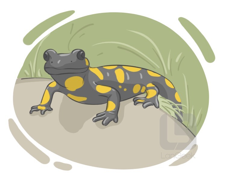 salamander definition and meaning