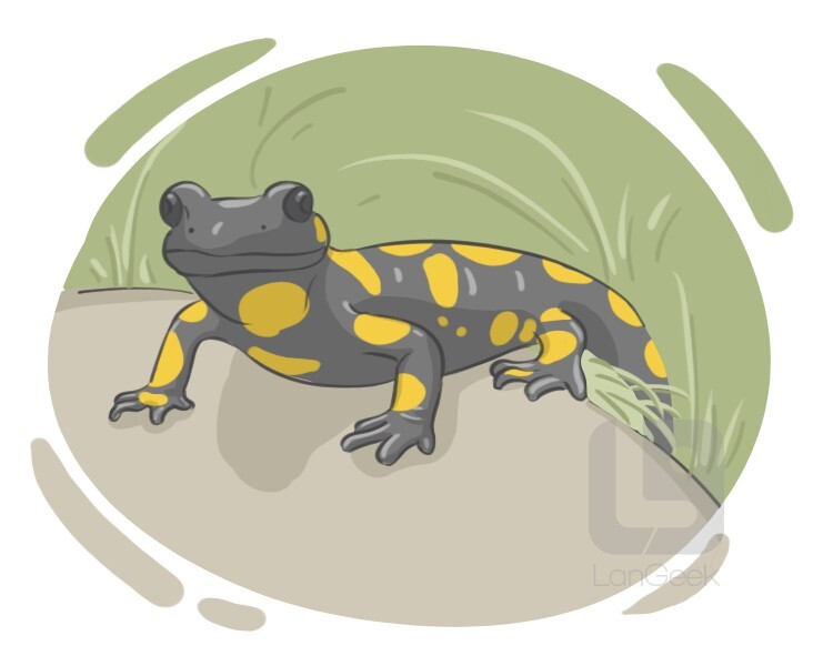 Definition & Meaning of "Salamander" LanGeek
