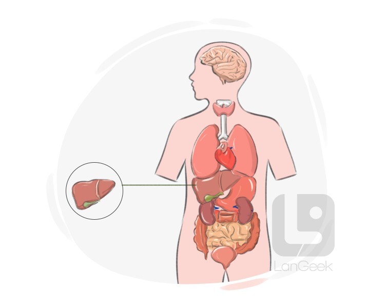 liver definition and meaning