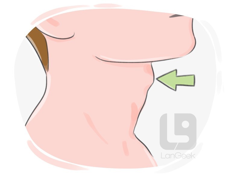 thyroid cartilage definition and meaning