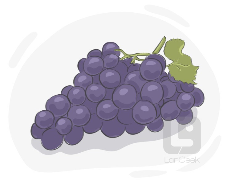 muscat grape definition and meaning