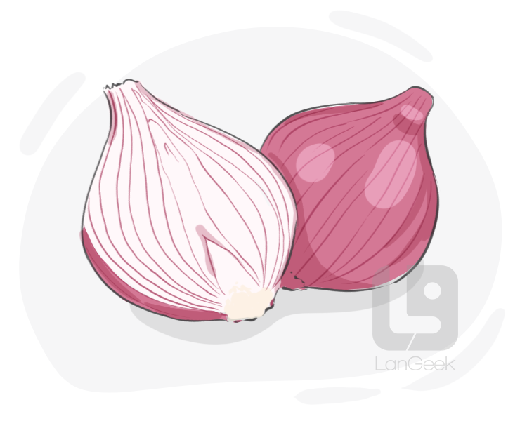 onion definition and meaning