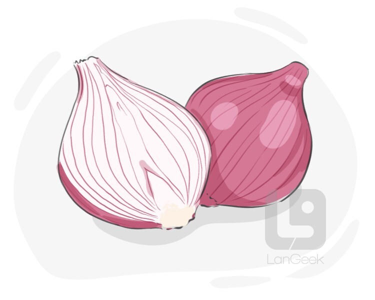 Definition & Meaning of "Purple onion" LanGeek