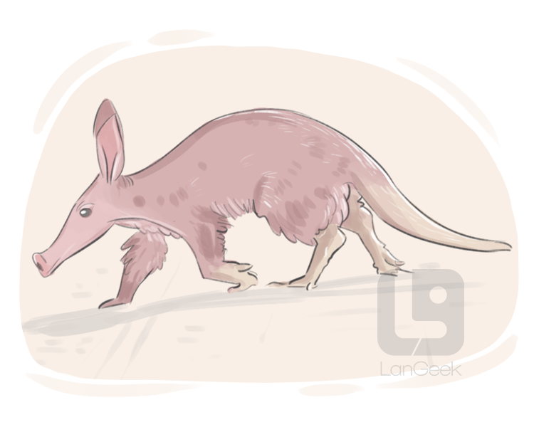 aardvark definition and meaning