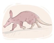 aardvark