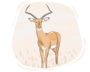 antelope