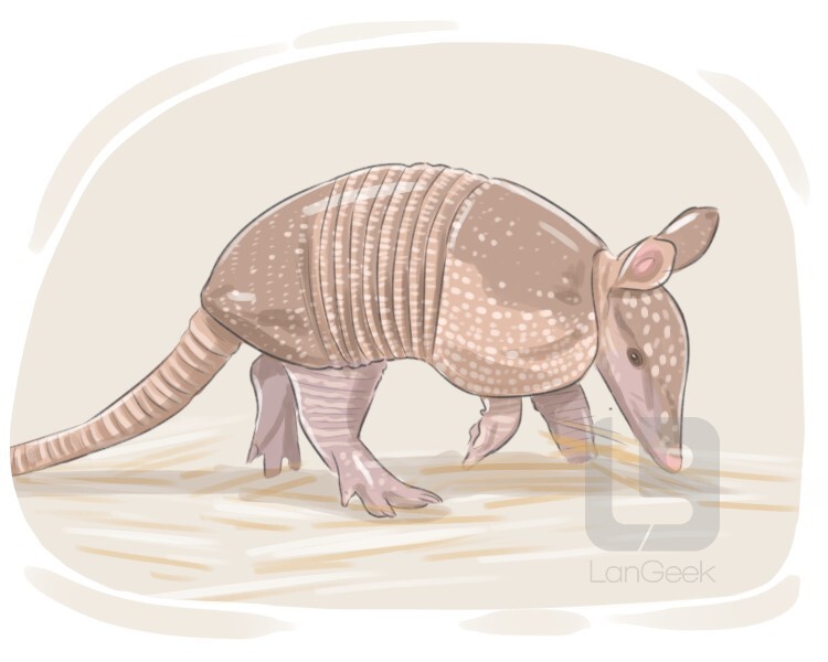 armadillo definition and meaning