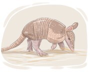 armadillo