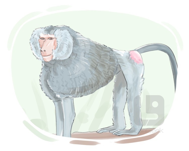 baboon definition and meaning