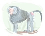 baboon