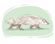 badger