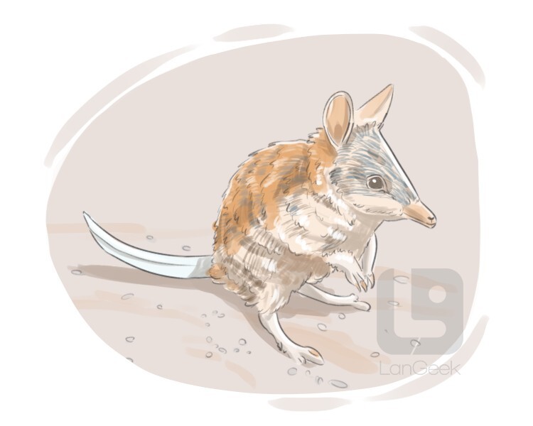 definition-meaning-of-bandicoot-langeek