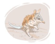 bandicoot