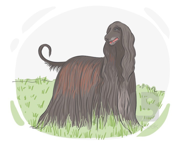 Afghan hound definition and meaning