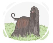 Afghan hound