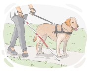 assistance dog